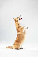 Image showing Studio shot of welsh corgi pembroke playing