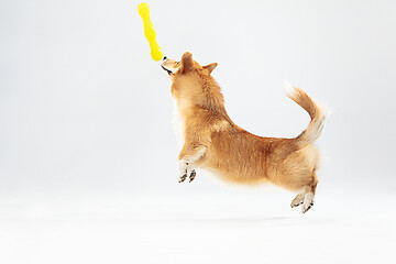 Image showing Studio shot of welsh corgi pembroke playing