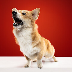 Image showing Studio shot of welsh corgi pembroke playing