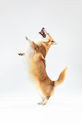 Image showing Studio shot of welsh corgi pembroke playing