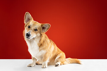 Image showing Studio shot of welsh corgi pembroke playing