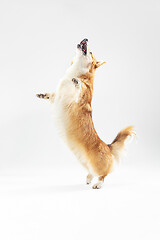 Image showing Studio shot of welsh corgi pembroke playing