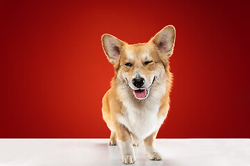 Image showing Studio shot of welsh corgi pembroke playing