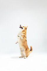 Image showing Studio shot of welsh corgi pembroke playing