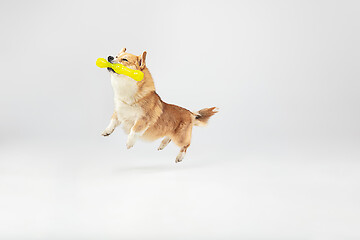 Image showing Studio shot of welsh corgi pembroke playing