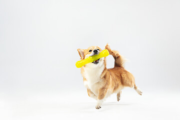 Image showing Studio shot of welsh corgi pembroke playing