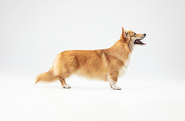 Image showing Studio shot of welsh corgi pembroke playing