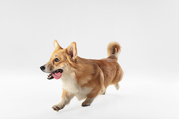 Image showing Studio shot of welsh corgi pembroke playing