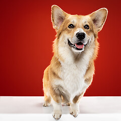 Image showing Studio shot of welsh corgi pembroke playing