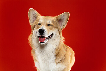 Image showing Studio shot of welsh corgi pembroke playing