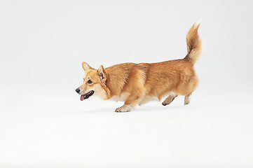 Image showing Studio shot of welsh corgi pembroke playing