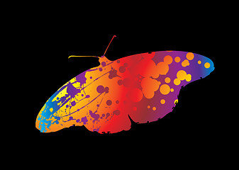 Image showing bright butterfly