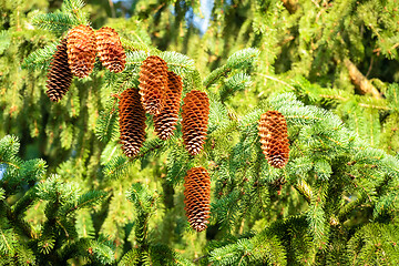 Image showing Pine cones on the tree