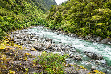 Image showing a typical forest with stream in New Zealand