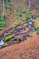 Image showing Mountain brook in forest