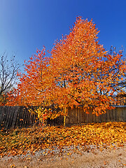 Image showing Beautiful colored leaves against blue sky