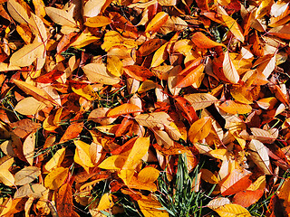 Image showing Close image of fallen autumn leaves