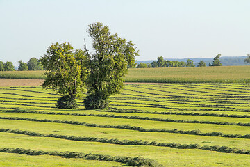 Image showing meadow with fruit trees