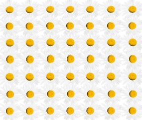 Image showing pattern from beautiful white chamomiles