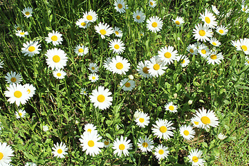 Image showing flower-bed of white beautiful chamomiles