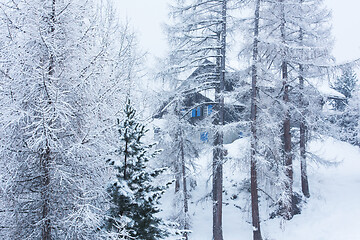 Image showing Village house hidden behind the trees