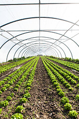 Image showing culture of organic salad in greenhouses