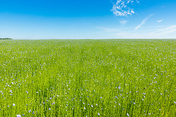 Image showing Large field of flax in bloom in spring