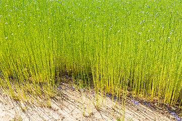 Image showing Large field of flax in bloom in spring