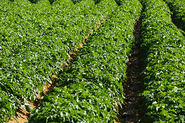 Image showing Large potato field with potato plants planted in nice straight rows