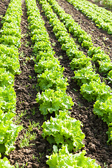 Image showing culture of organic salad in greenhouses