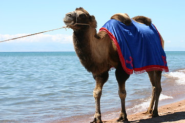 Image showing camel near the lake