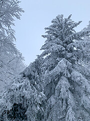 Image showing Winter forest covered by snow