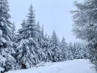 Image showing Winter forest covered by snow