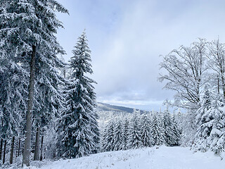 Image showing Winter forest covered by snow