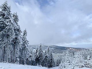 Image showing Winter forest covered by snow