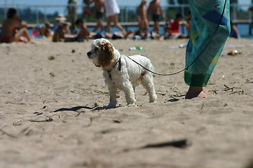 Image showing dog on the beach