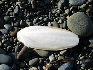 Image showing Sea shell and pebbles