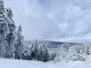 Image showing Winter forest covered by snow