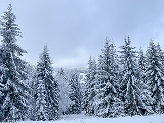 Image showing Winter forest covered by snow