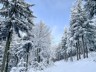 Image showing Winter forest covered by snow