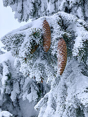 Image showing Winter forest covered by snow