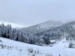 Image showing Winter forest covered by snow