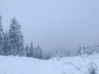 Image showing Winter forest covered by snow