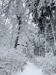 Image showing Winter forest covered by snow