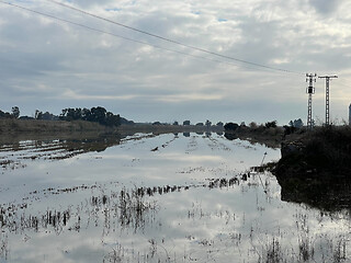 Image showing Rice farmland in El Palmar, Spain