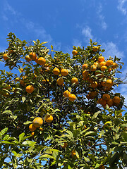 Image showing Citrus tree with ripe oranges in the orchard