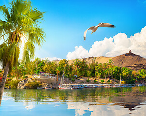 Image showing Palm and nile river