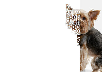Image showing Beauty dog face portrait