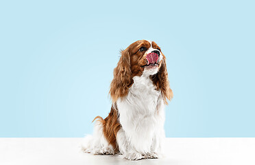 Image showing Spaniel is sitting on the blue background