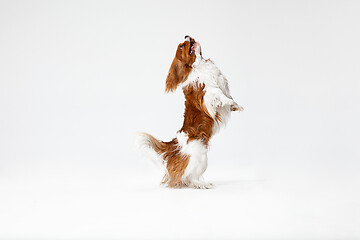 Image showing Spaniel is playing on the white background